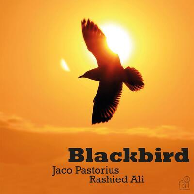 PASTORIUS JACO & RASHIED ALI - BLACKBIRD / COLORED